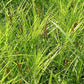 Carex muskingumensis - Palm Sedge - 3" Pot