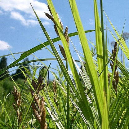 Carex muskingumensis - Palm Sedge - 3" Pot