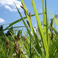 Carex muskingumensis - Palm Sedge