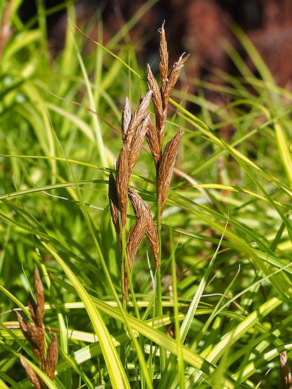 Carex muskingumensis - Palm Sedge