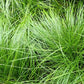 Carex pensylvanica - Pennsylvania Sedge - 38 Plug Tray