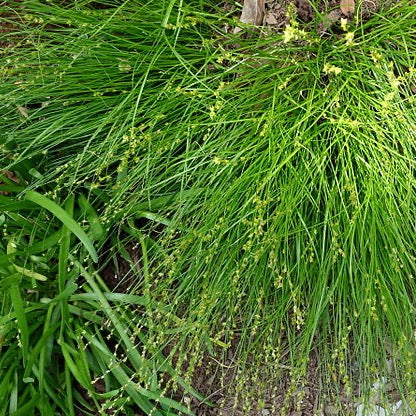 Carex radiata - Eastern Star Sedge - 3" Pot