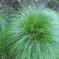 Carex rosea - Curly Wood Sedge - 3" Pot