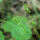 Carex rosea - Curly Wood Sedge