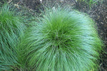 Carex rosea - Curly Wood Sedge - 38 Plug Tray