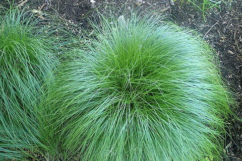 Carex rosea - Curly Wood Sedge - 3