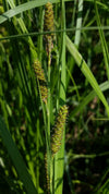 Carex shortiana - Short's Sedge