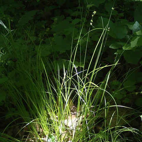 Carex sparganioides - Bur-Reed Sedge - 3" Pot