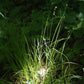 Carex sparganioides - Bur-Reed Sedge