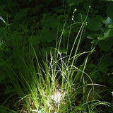 Carex sparganioides - Bur-Reed Sedge - 38 Plug Tray