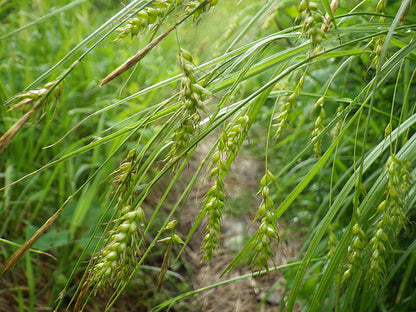 Carex sprengelli - Long Beaked Sedge