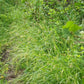 Carex sprengelli - Long Beaked Sedge