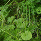 Carex stipata - Prickly Sedge - 3" Pot