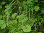 Carex stipata - Common Fox Sedge - 3" Pot