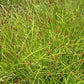 Carex stipata - Prickly Sedge
