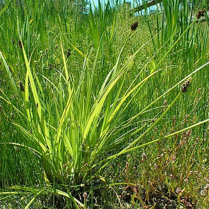 Carex tribuloides - Awl-fruited Sedge - 3" Pot