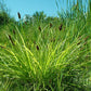 Carex tribuloides - Awl-fruited Sedge - 3" Pot