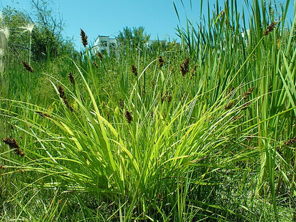 Carex tribuloides - Awl-fruited Sedge