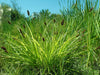 Carex tribuloides - Awl-fruited Sedge