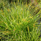 Carex tribuloides - Awl-fruited Sedge