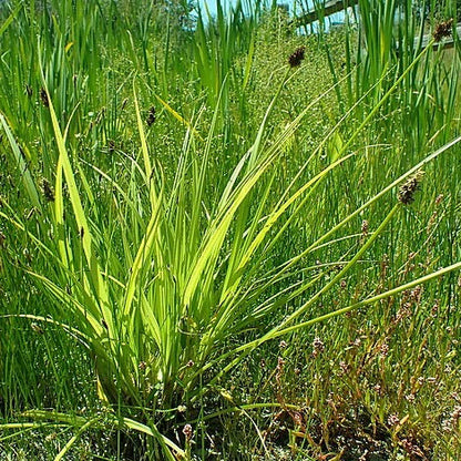 Carex tribuloides - Awl-fruited Sedge - 38 Plug Tray