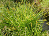 Carex tribuloides - Awl-fruited Sedge - 38 Plug Tray