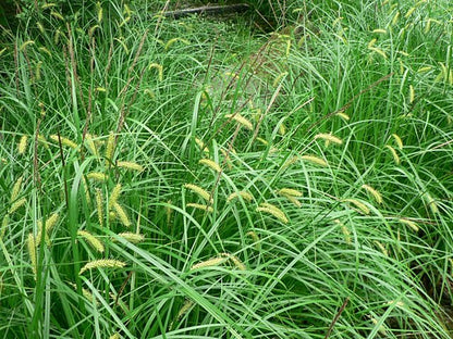 Carex vesicaria - Blister Sedge