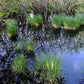 Carex vesicaria - Blister Sedge