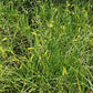 Carex vesicaria - Blister Sedge