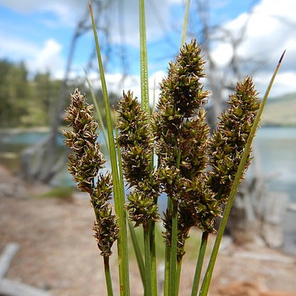 Carex vulpinoidea - Fox Sedge - 3" Pot