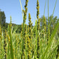 Carex vulpinoidea - Fox Sedge