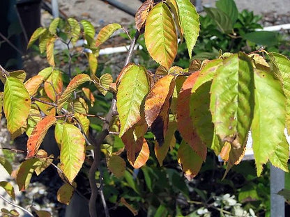 Carpinus Caroliniana - American Hornbeam