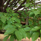 Carpinus Caroliniana - American Hornbeam