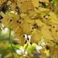 Celtis occidentalis - Hackberry - 38 Plug Tray