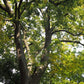 Celtis occidentalis - Hackberry