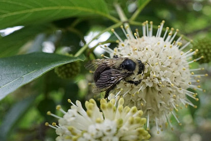 Cephalanthus occidentalis - Buttonbush