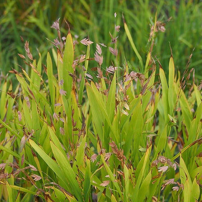 Chasmanthium latifolium - River Oats - 3" Pot