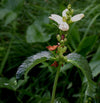 Chelone glabra - Turtlehead