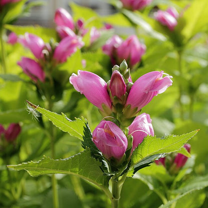 Chelone obliqua - Pink Turtlehead