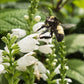 Chelone glabra - Turtlehead - 38 Plug Tray