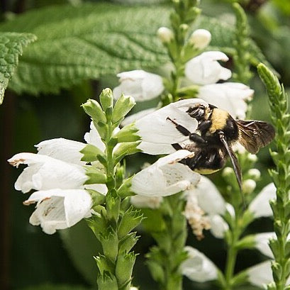 Chelone glabra - Turtlehead - 38 Plug Tray