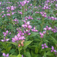 Chelone obliqua - Pink Turtlehead