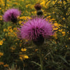 Cirsium discolor - Pasture Thistle