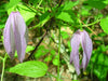 Clematis occidentalis - Purple Clematis