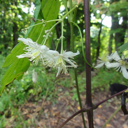 Clematis virginiana - Virgin's Bower - 38 Plug Tray