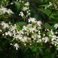 Clematis virginiana - Virgin's Bower