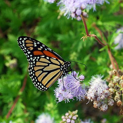 Conoclinium coelestinum - Mistflower - 38 Plug Tray