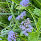 Conoclinium coelestinum - Mistflower