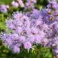 Conoclinium coelestinum - Mistflower