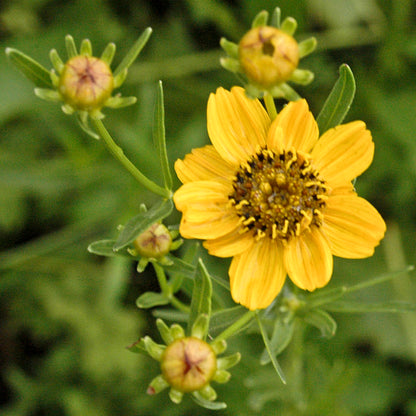 Coreopsis palmata - Prairie Coreopsis - 38 Plug Tray